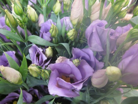 Lavendel prärieklocka